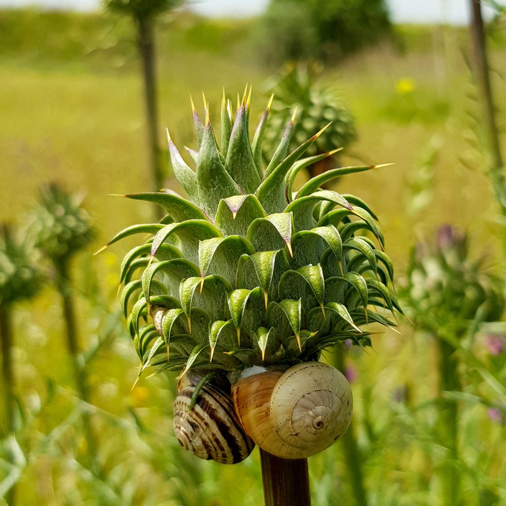 Onopordum nervosum - Eselsdistel