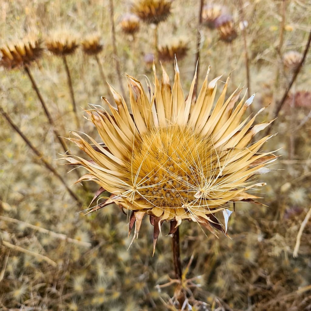 Onopordum nervosum - Eselsdistel