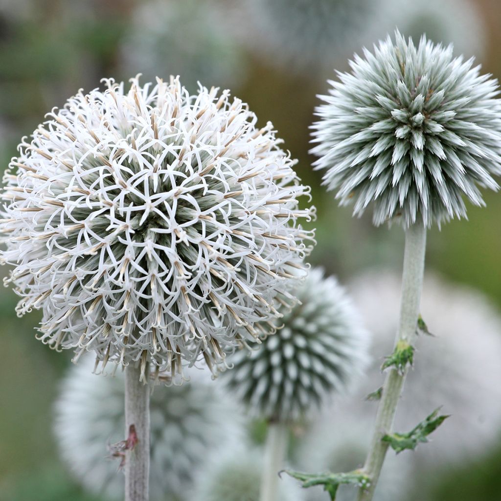 Banater Kugeldistel Star Frost - Echinops bannaticus