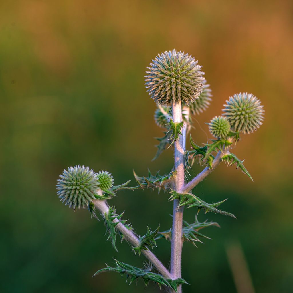 Banater Kugeldistel Star Frost - Echinops bannaticus