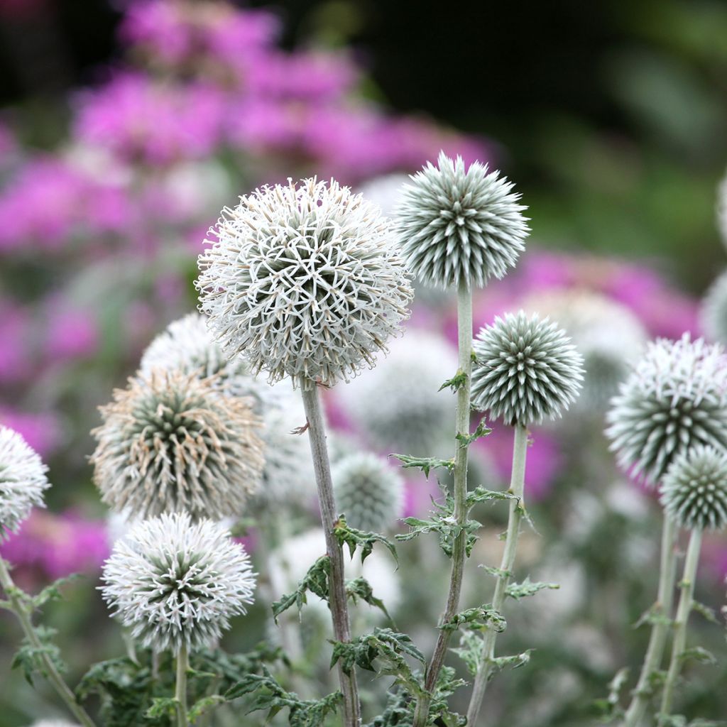 Banater Kugeldistel Star Frost - Echinops bannaticus