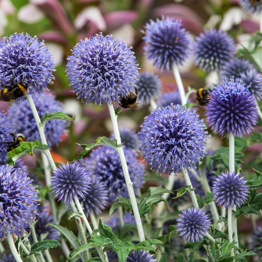 Chardon boule - Echinops ritro