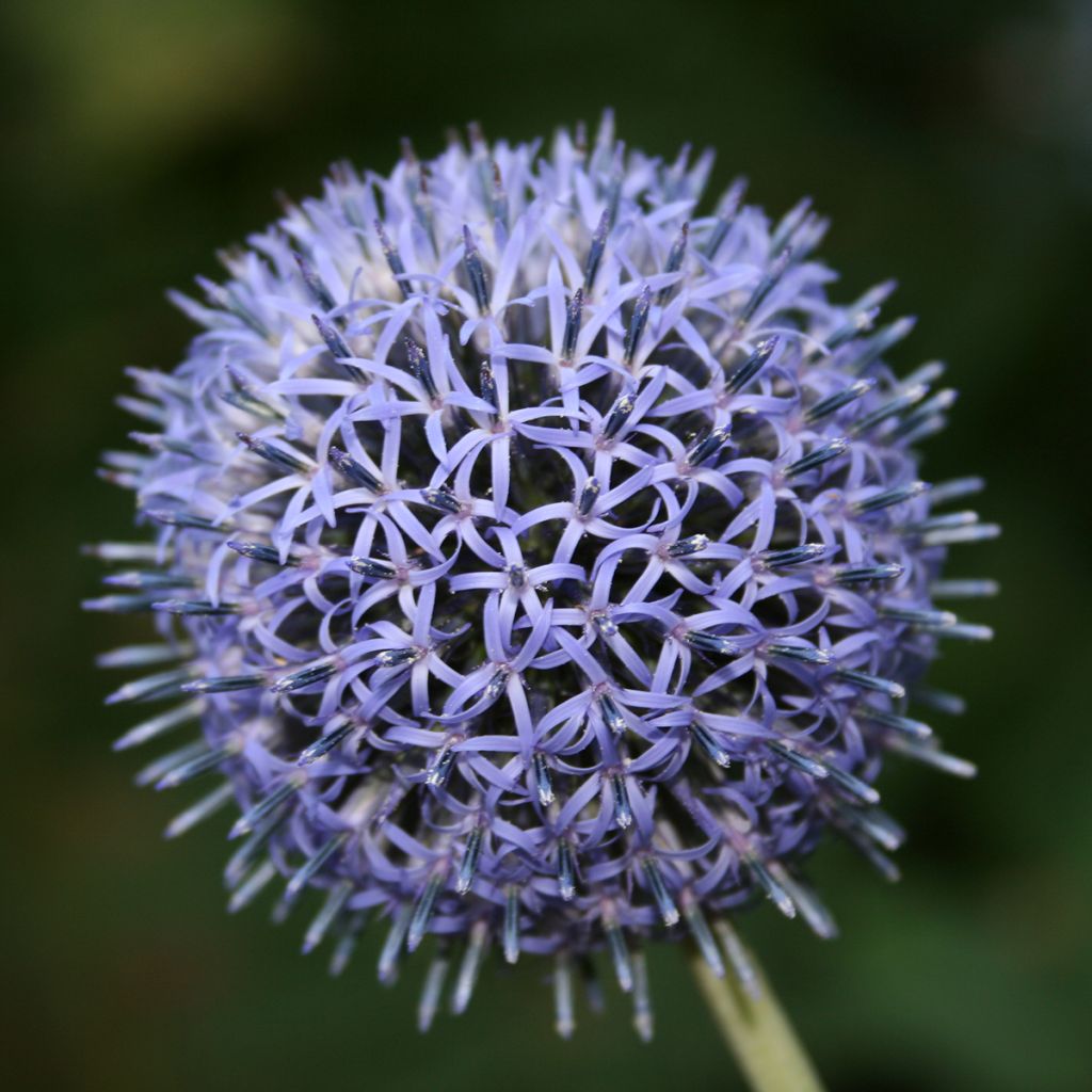 Blaue Kugeldistel - Echinops ritro