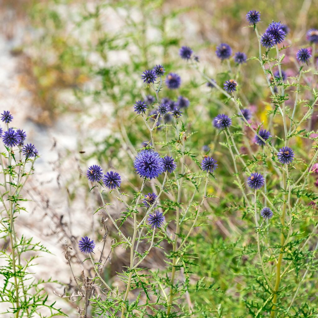 Blaue Kugeldistel - Echinops ritro