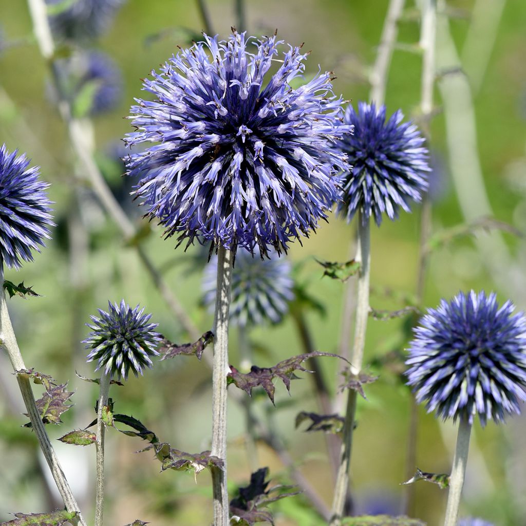 Blaue Kugeldistel - Echinops ritro