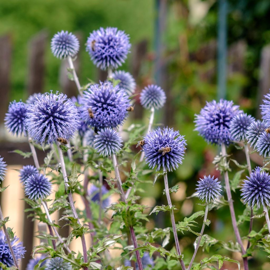 Blaue Kugeldistel - Echinops ritro