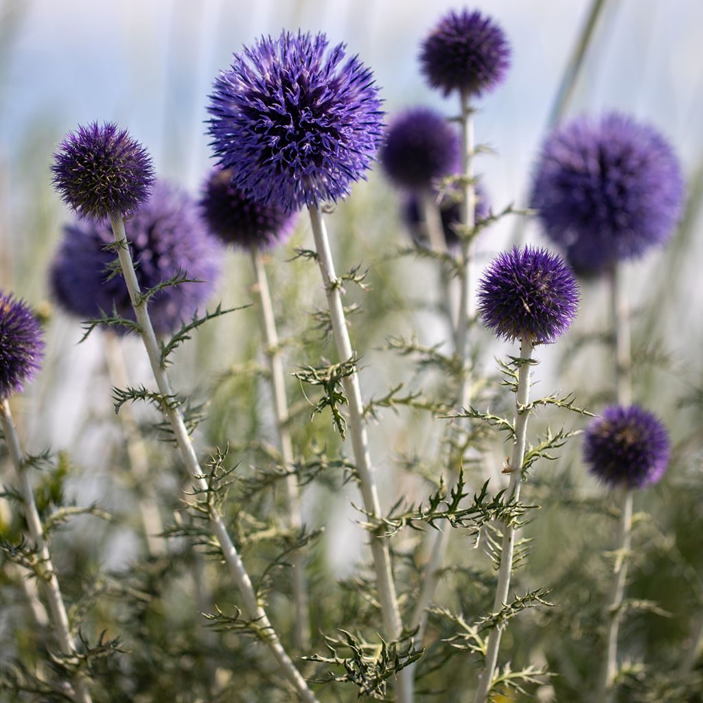 Blaue Kugeldistel - Echinops ritro