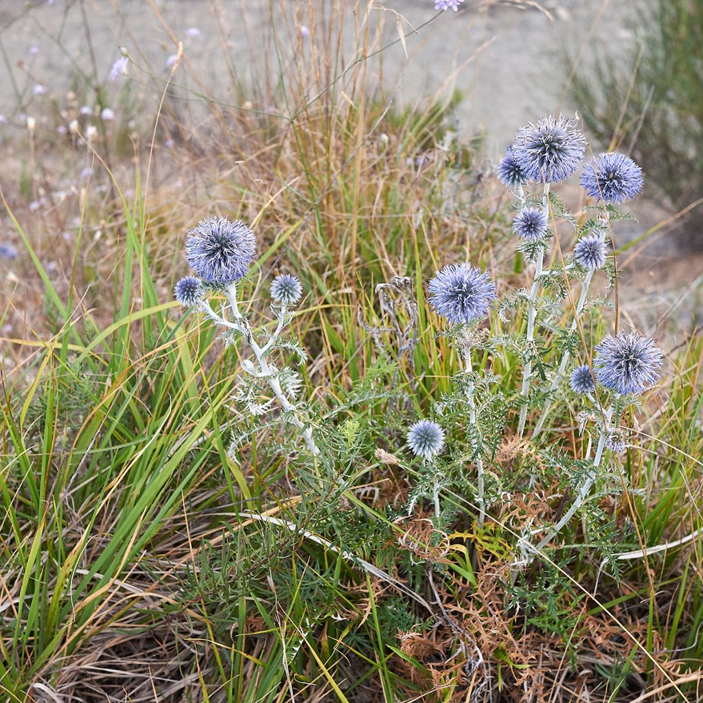 Blaue Kugeldistel - Echinops ritro