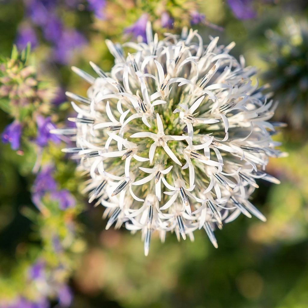 Große Kugeldistel Arctic Glow - Echinops sphaerocephalum