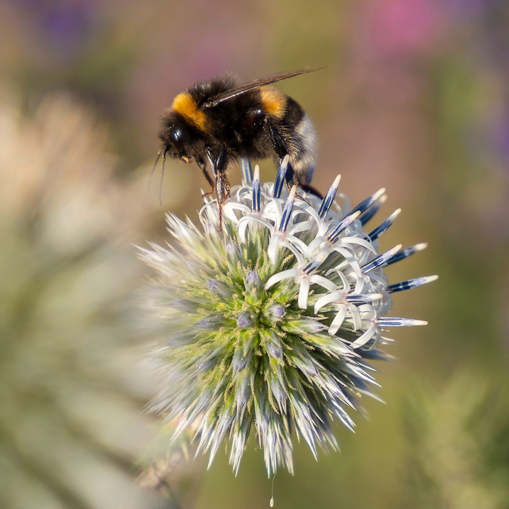 Große Kugeldistel Arctic Glow - Echinops sphaerocephalum