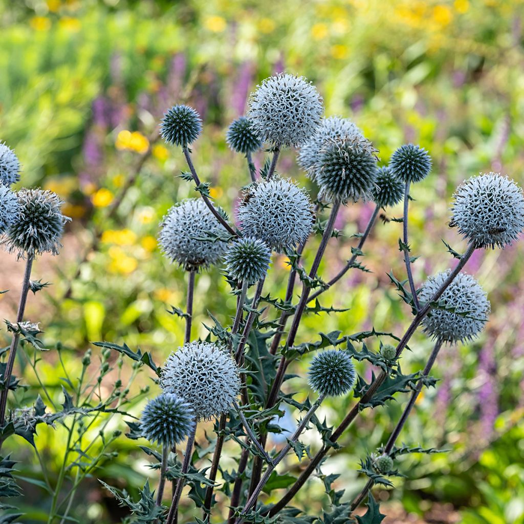 Große Kugeldistel Arctic Glow - Echinops sphaerocephalum