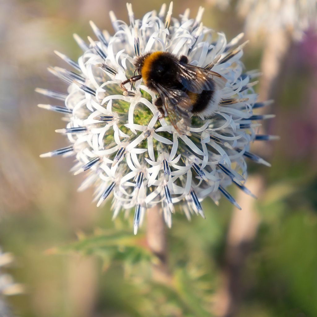 Große Kugeldistel Arctic Glow - Echinops sphaerocephalum