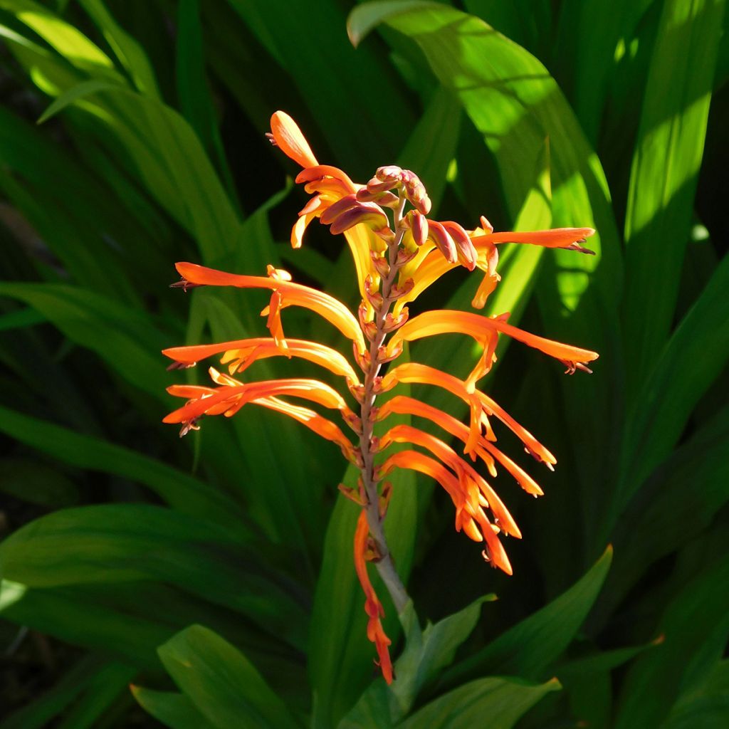 Chasmanthe floribunda Saturnus - Rachenlilie