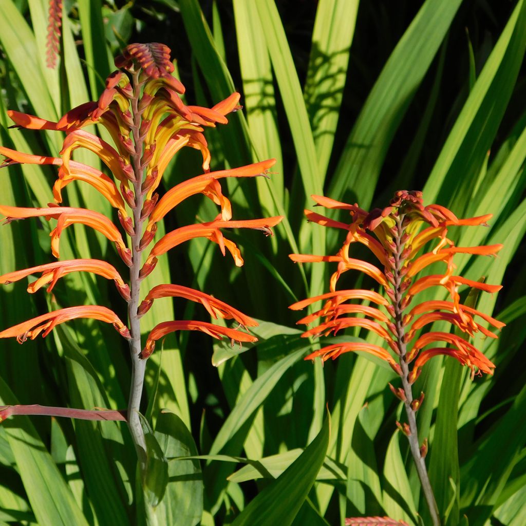 Chasmanthe floribunda Saturnus - Rachenlilie