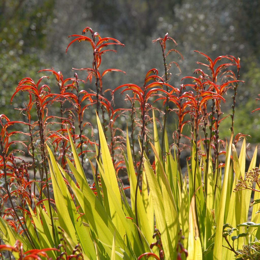 Chasmanthe floribunda - Rachenlilie