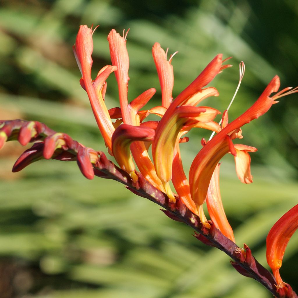 Chasmanthe floribunda - Rachenlilie