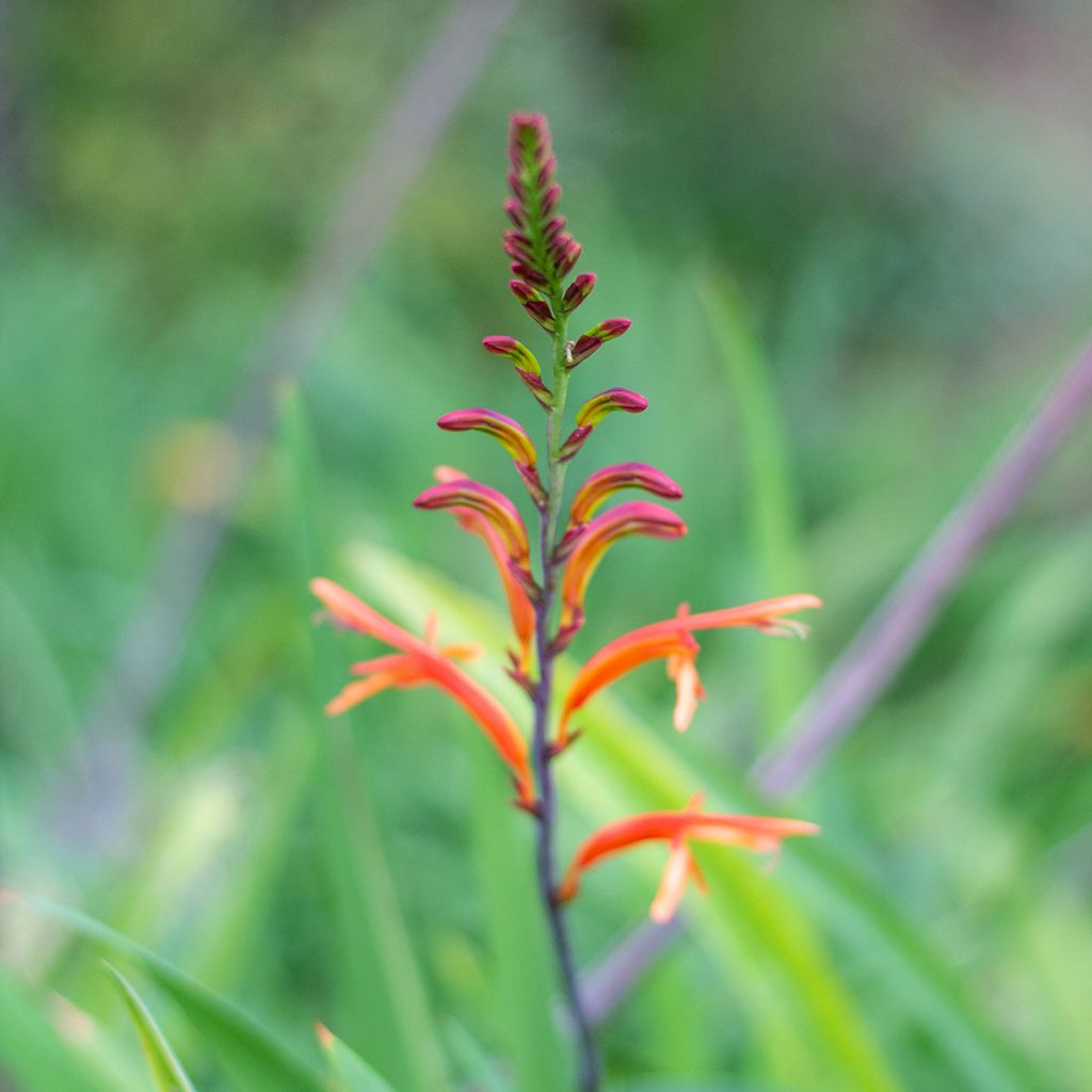 Chasmanthe floribunda - Rachenlilie