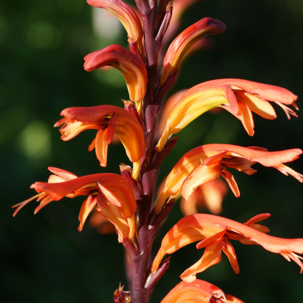 Chasmanthe floribunda - Rachenlilie