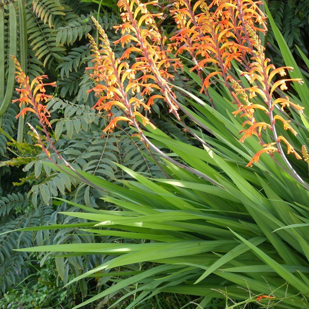 Chasmanthe floribunda - Rachenlilie