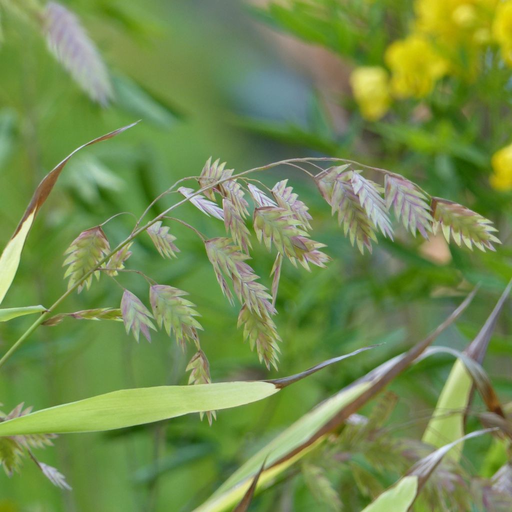 Chasmanthium latifolium - Uniola latifolia