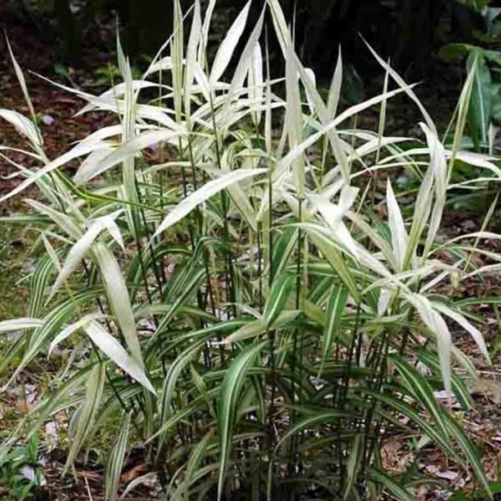 Chasmanthium latifolium River Mist - Plattähren-Gras