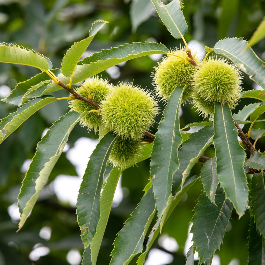 Châtaignier Maraval - Castanea sativa