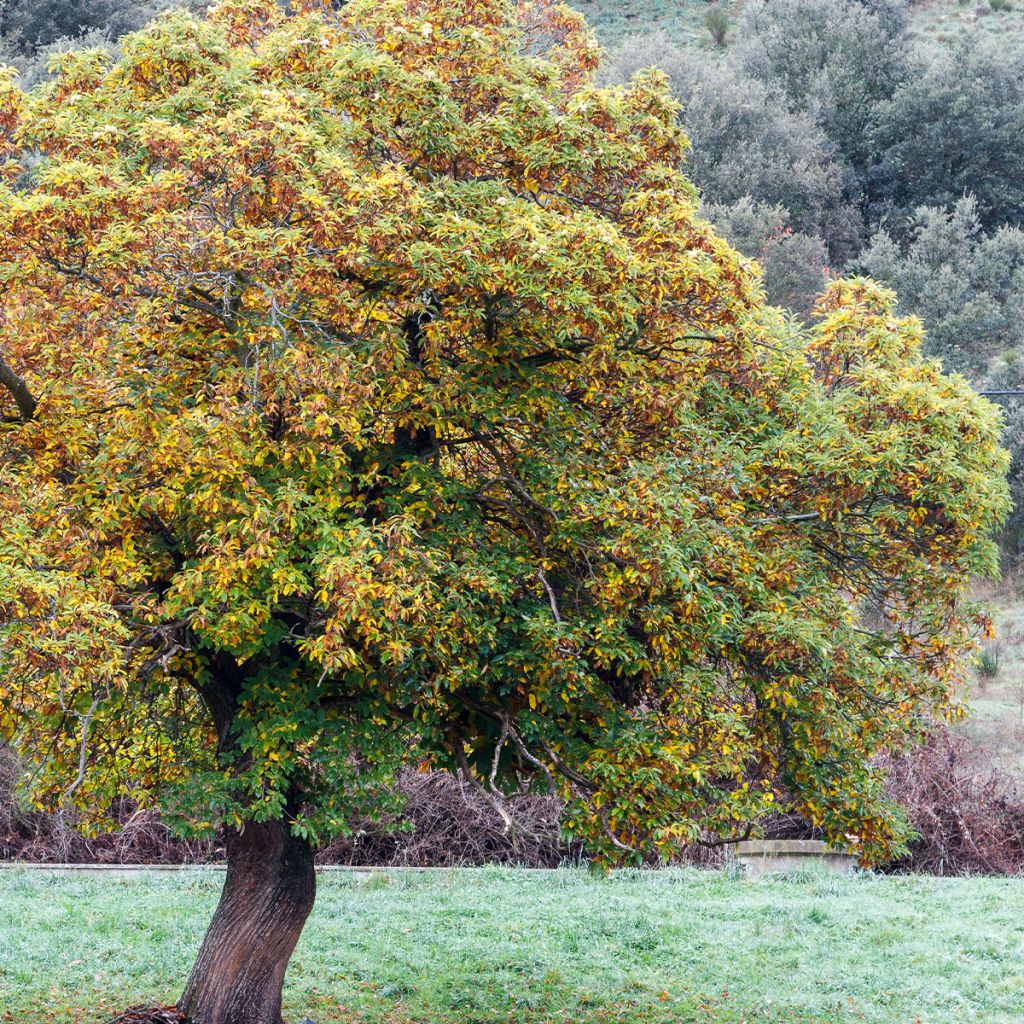 Châtaignier Maraval - Castanea sativa