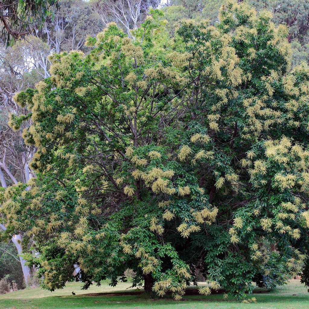 Esskastanie Marsol - Castanea sativa