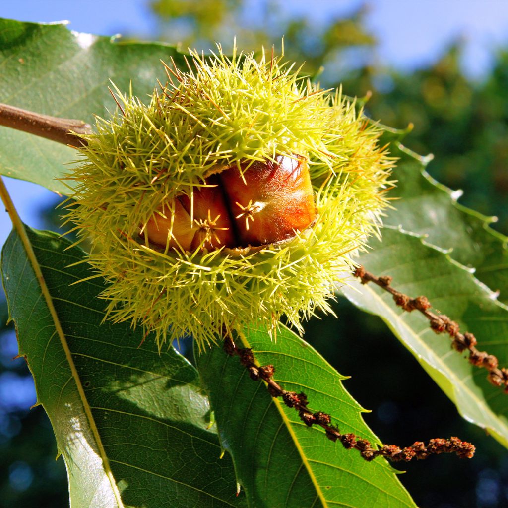 Esskastanie Marthac - Castanea sativa