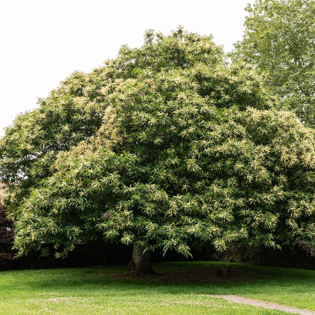 Châtaignier Marlhac - Castanea sativa 