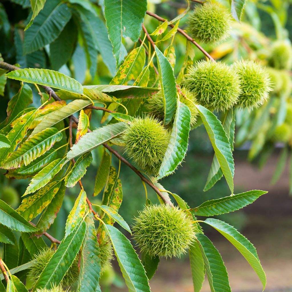 Châtaignier Marlhac - Castanea sativa 