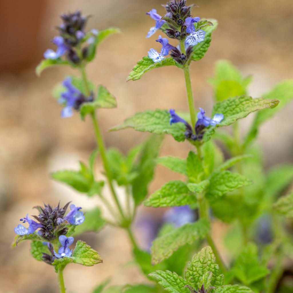 Clarkes Katzenminze - Nepeta clarkei