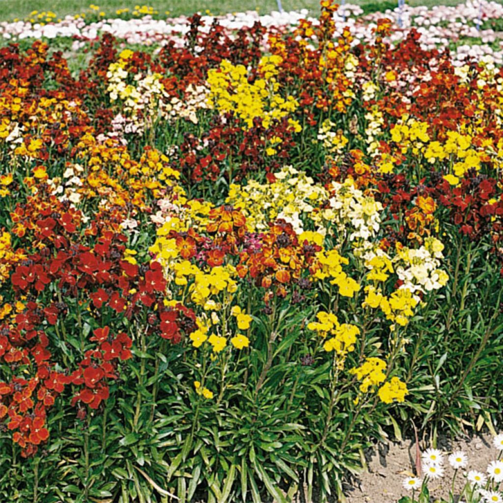 Garten-Goldlack Bedder Mix - Erysimum