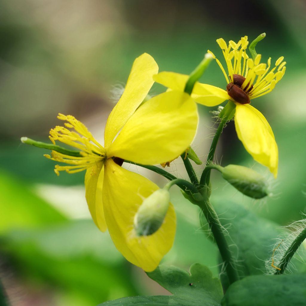 Schöllkraut - Chelidonium majus