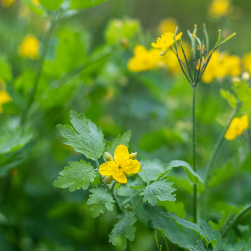 Schöllkraut - Chelidonium majus