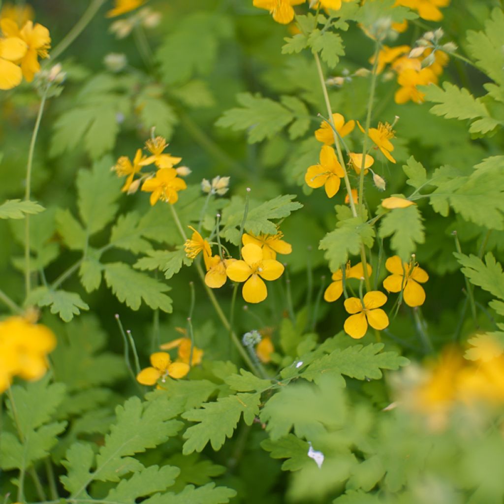 Schöllkraut - Chelidonium majus