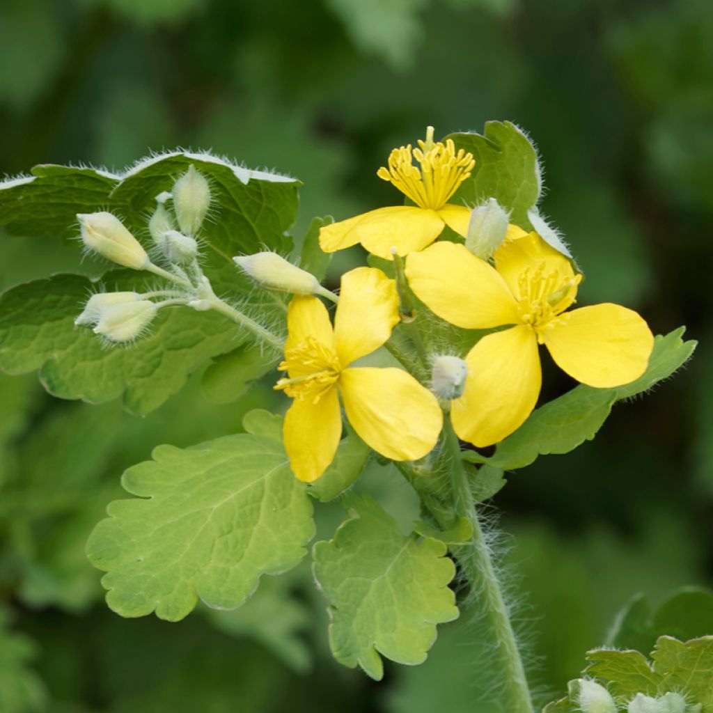 Schöllkraut - Chelidonium majus