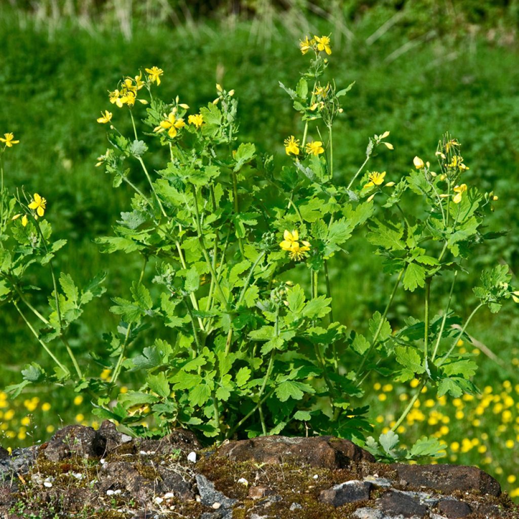 Schöllkraut - Chelidonium majus