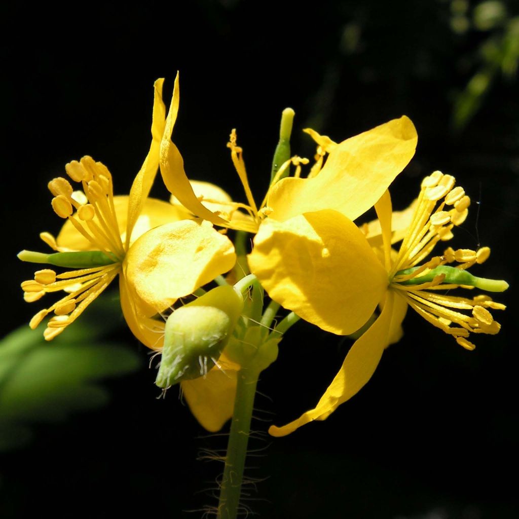 Schöllkraut - Chelidonium majus