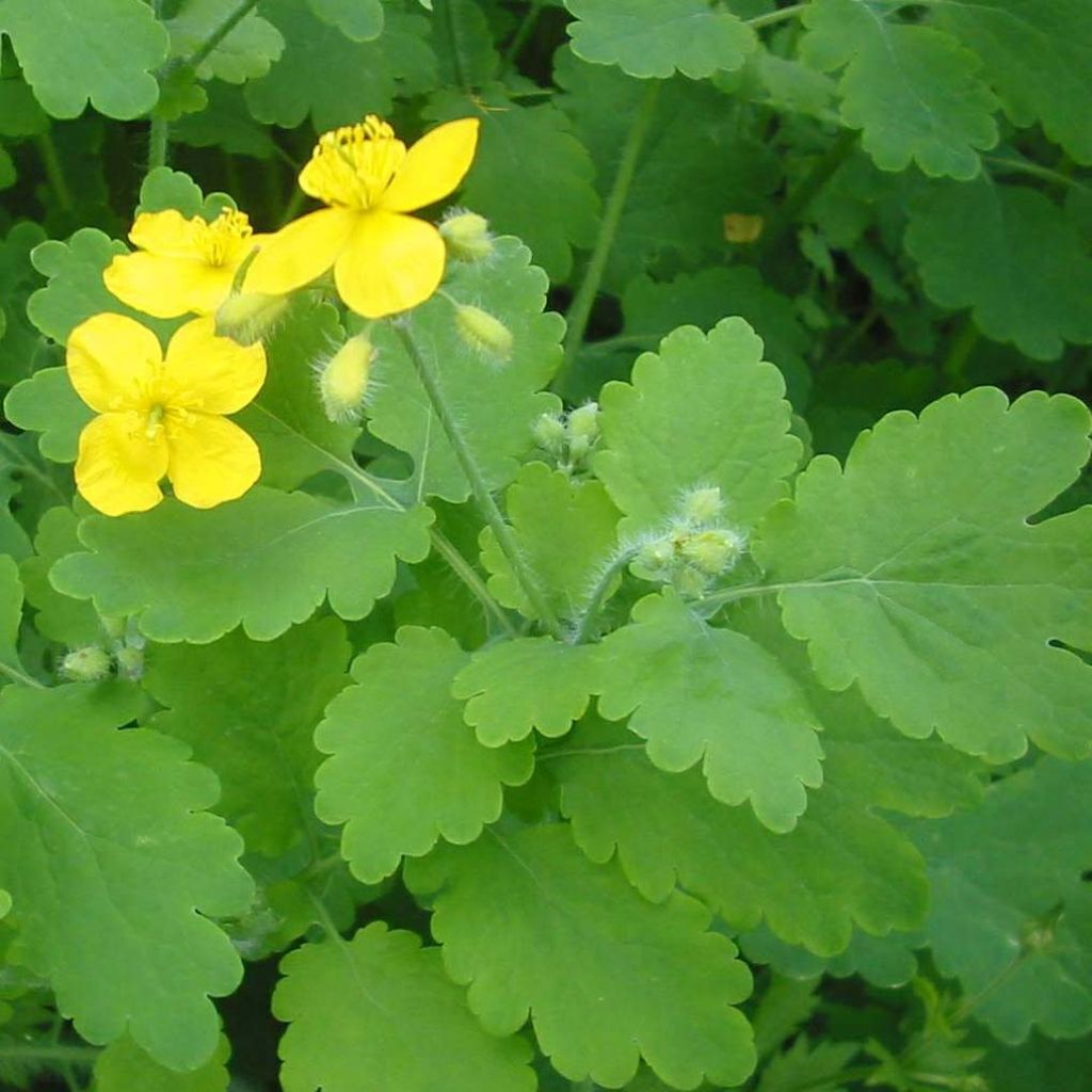 Schöllkraut - Chelidonium majus