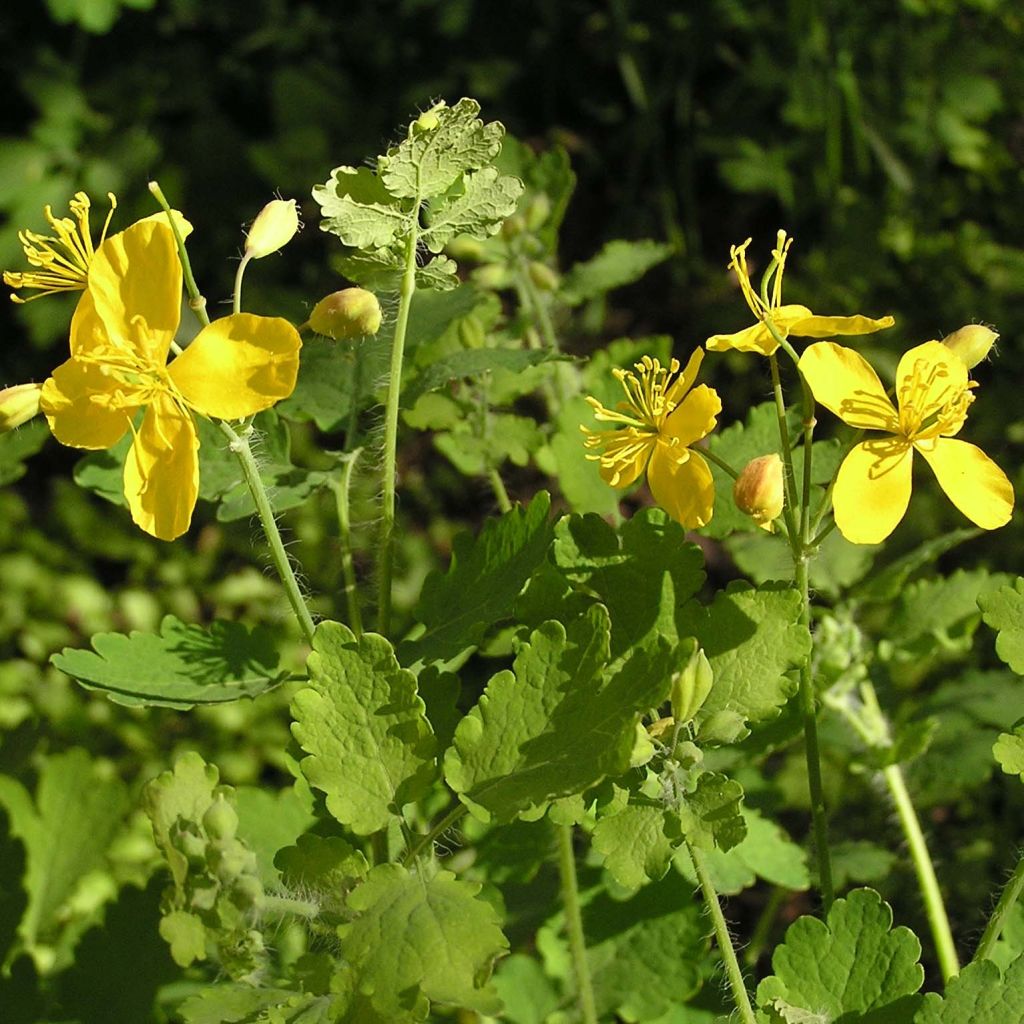 Schöllkraut - Chelidonium majus