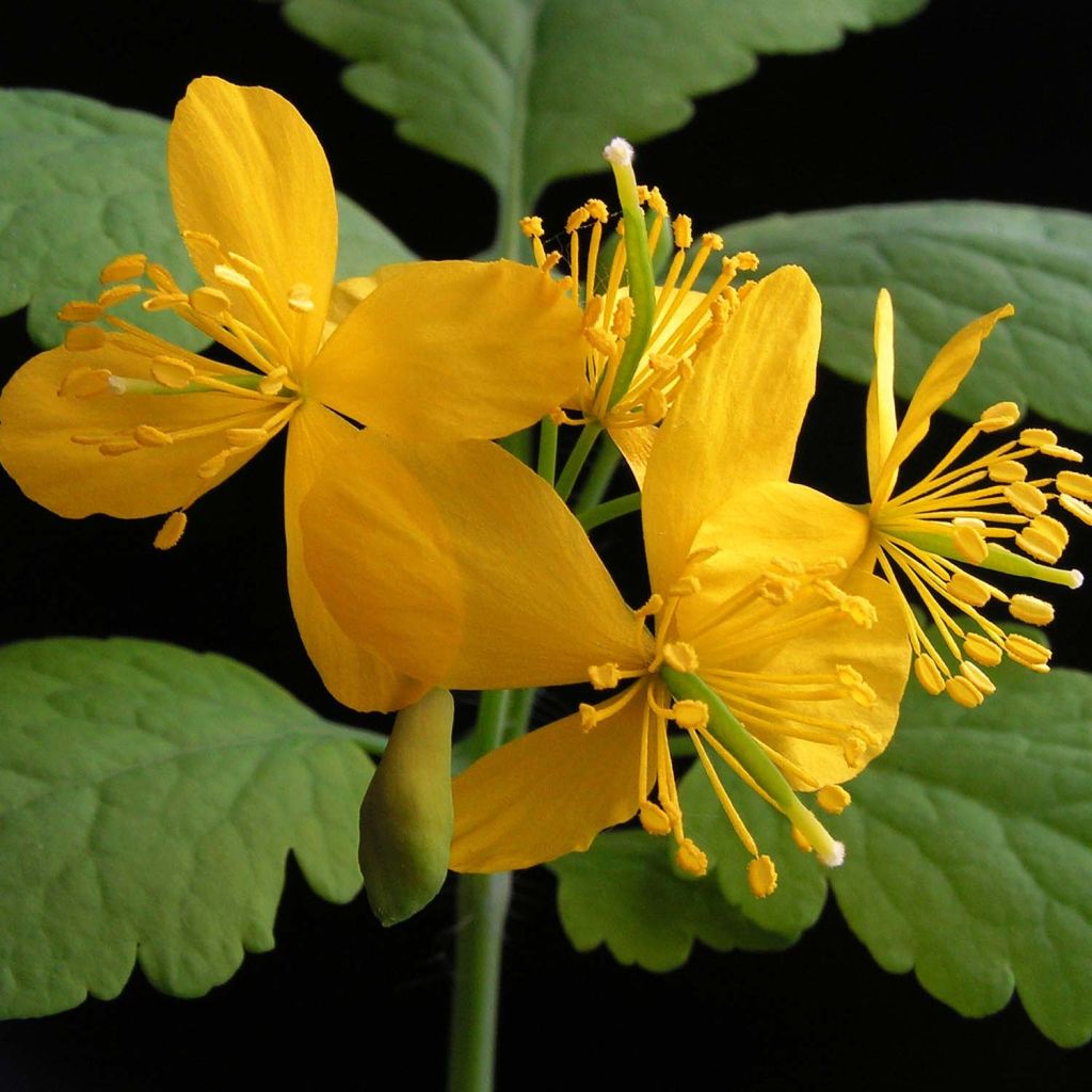 Schöllkraut - Chelidonium majus