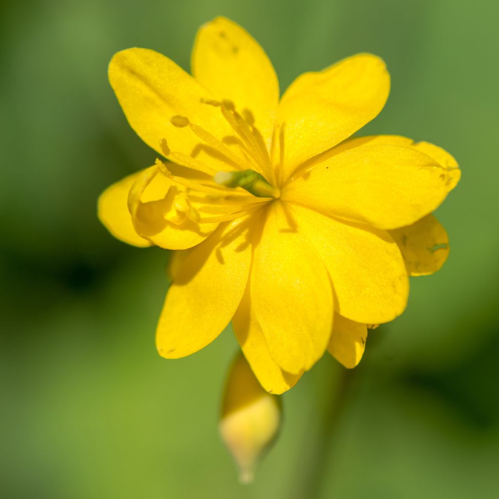 Chelidonium majus Flore Pleno - Schöllkraut