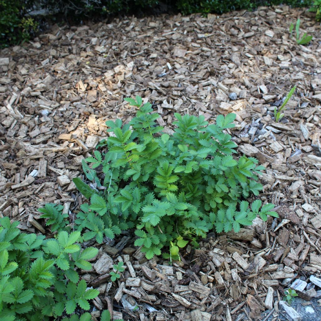 Chelidonium majus Flore Pleno - Schöllkraut