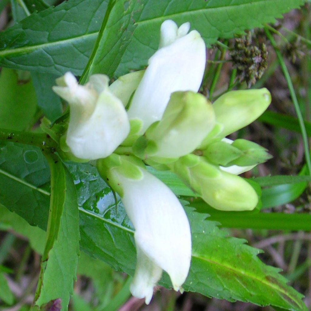 Chelone glabra, Galane