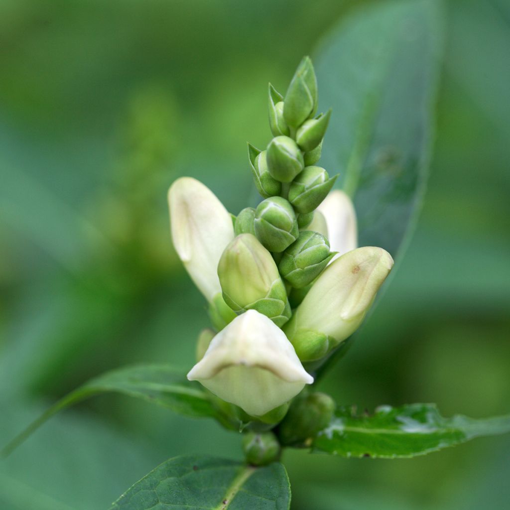 Chelone glabra - Schildblume