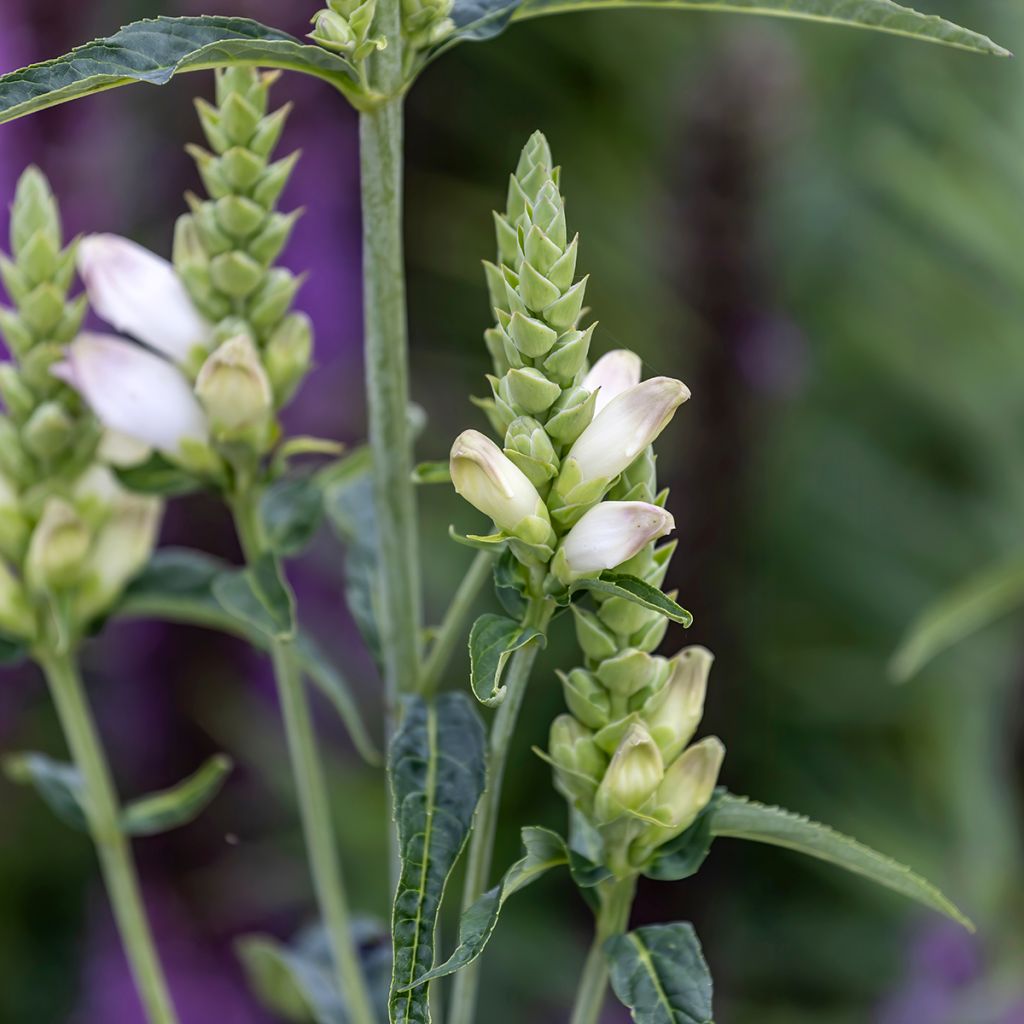 Chelone glabra - Schildblume