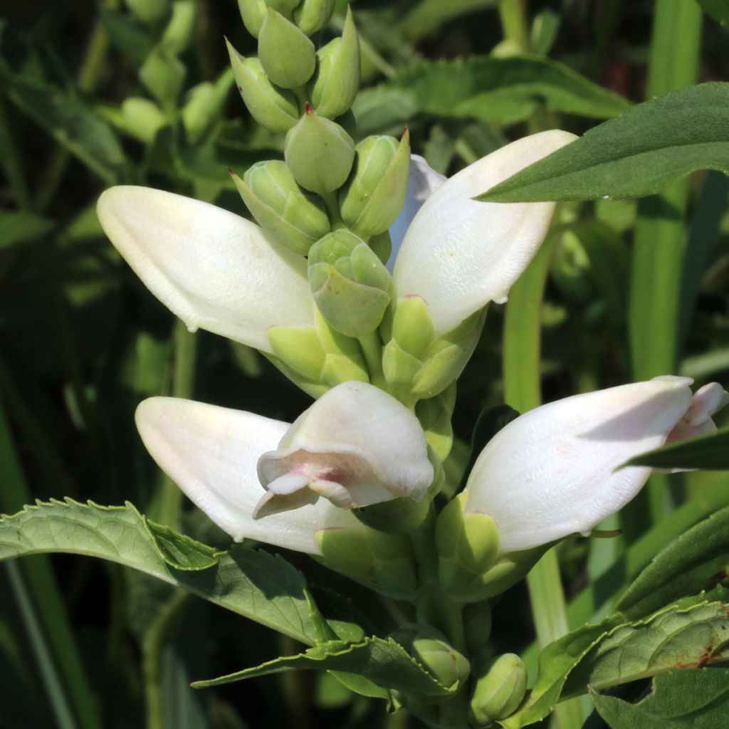 Chelone glabra - Schildblume