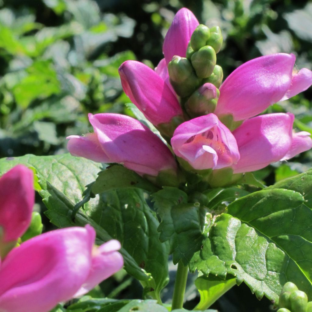 Chelone lyonii Hot Lips - Schildblume