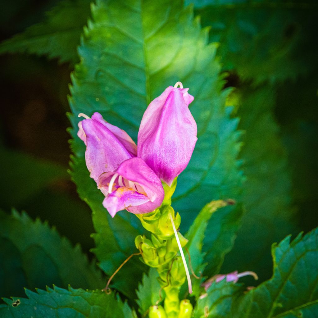 Chelone lyonii Hot Lips - Schildblume